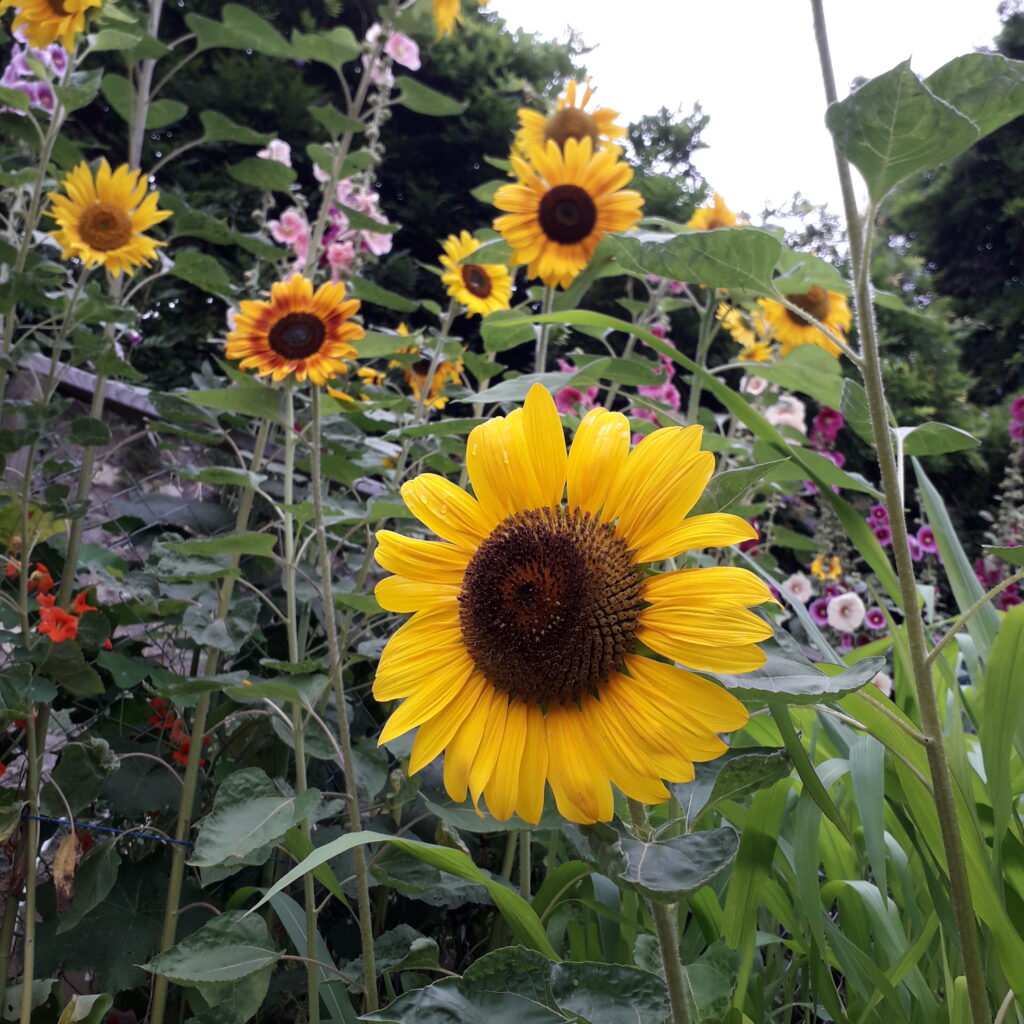 Sonnenblumen und Malvenblumen im EBİ Garten